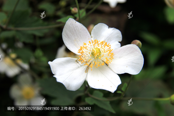 野棉花