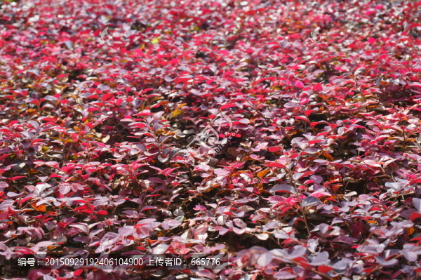 紅葉