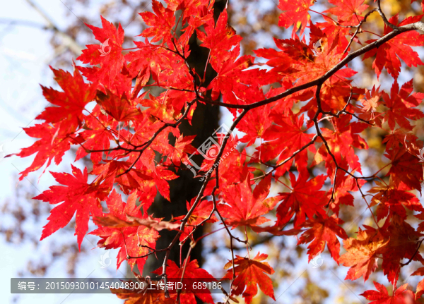 紅葉
