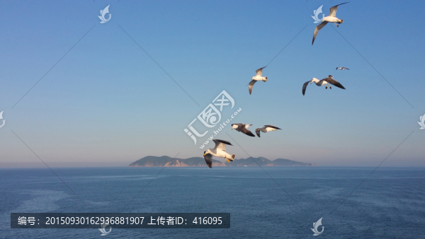 海鷗