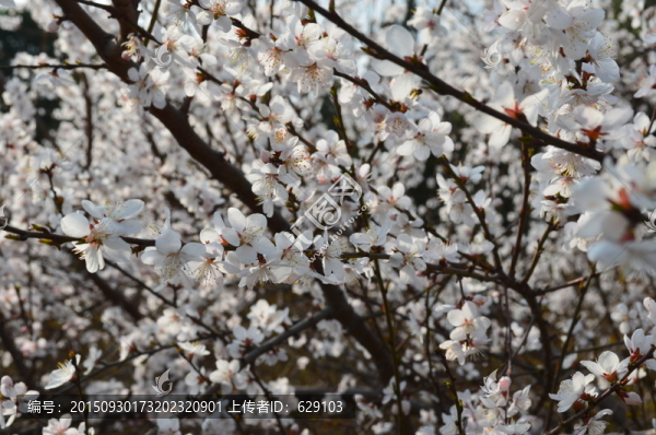 櫻花