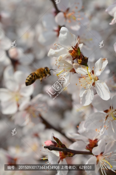 櫻花