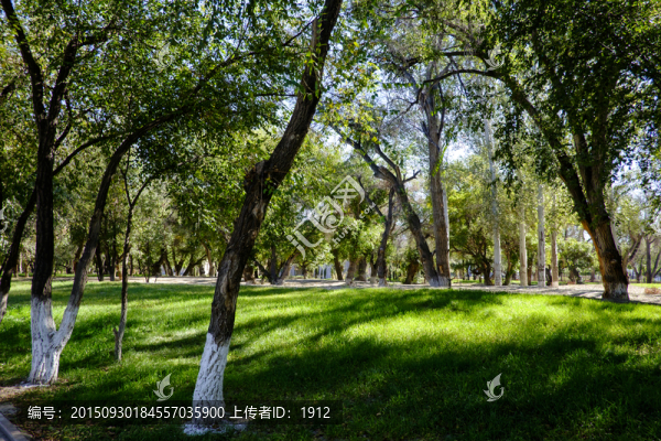 綠樹林
