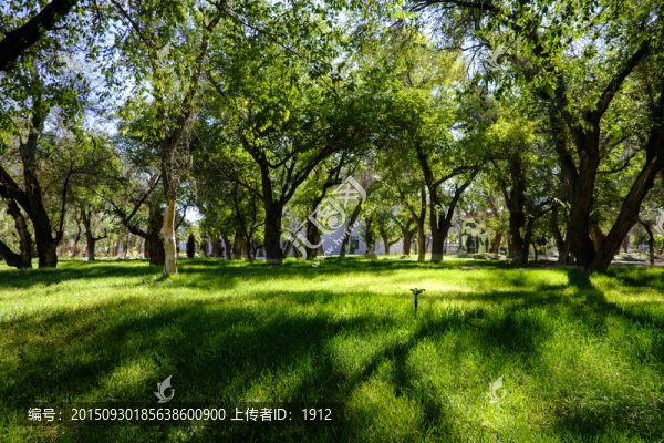 綠樹林