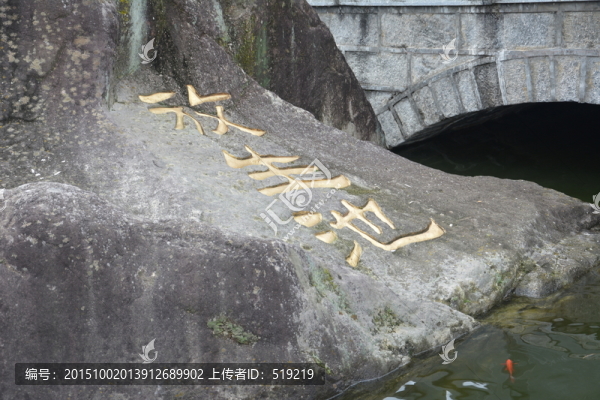 放生池,池塘,鯉魚