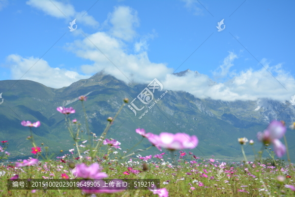 小花,野花,粉色花,花海