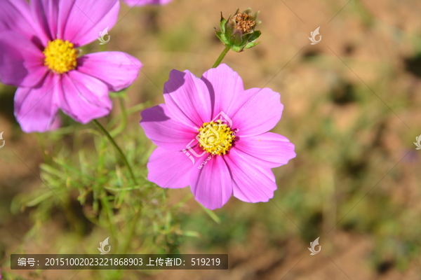 粉色小花,野花,花草,花蕊