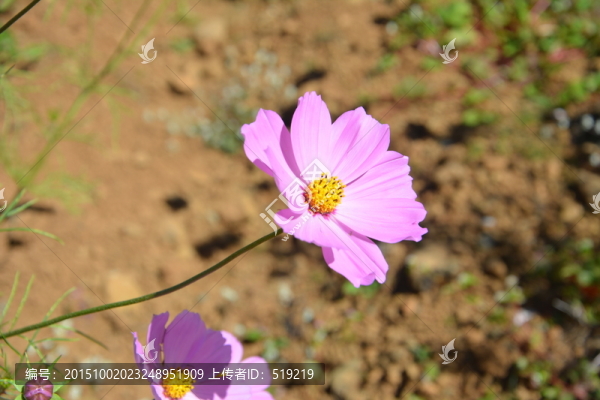 粉色小花,野花,花草,花蕊
