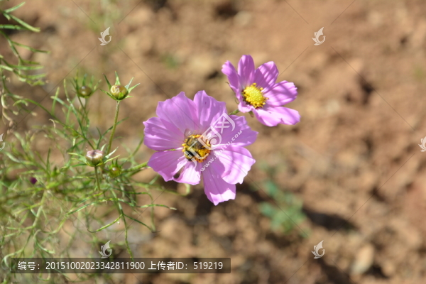粉色小花,野花,花草,花蕊