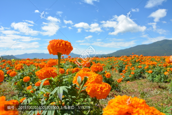花朵,花田,遠(yuǎn)山,藍(lán)天白云