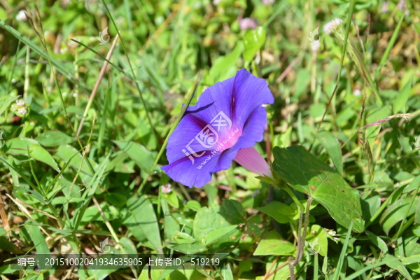 喇叭花,牽?；?紫色花,花卉