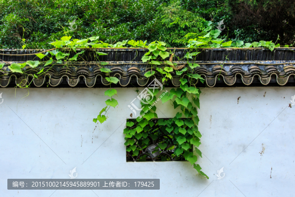 蘇州平江路白墻青瓦爬山虎