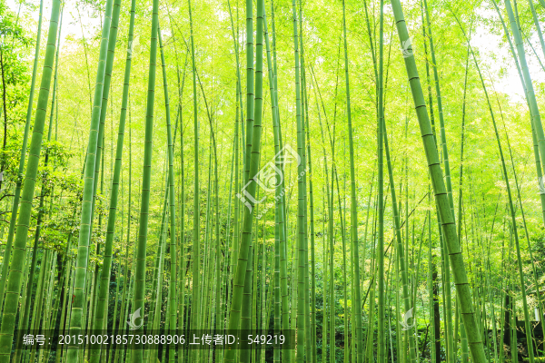 竹林