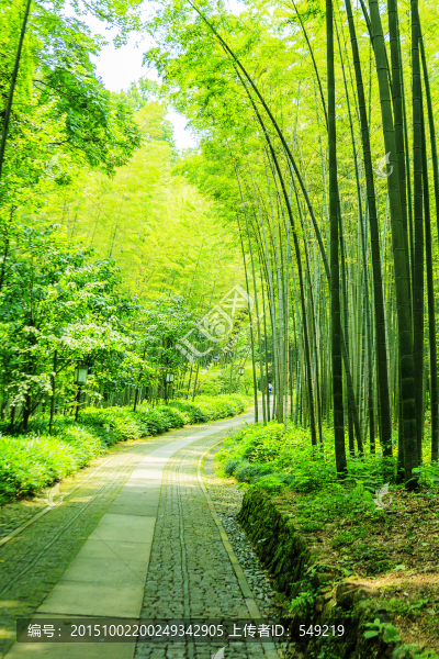 林中小路