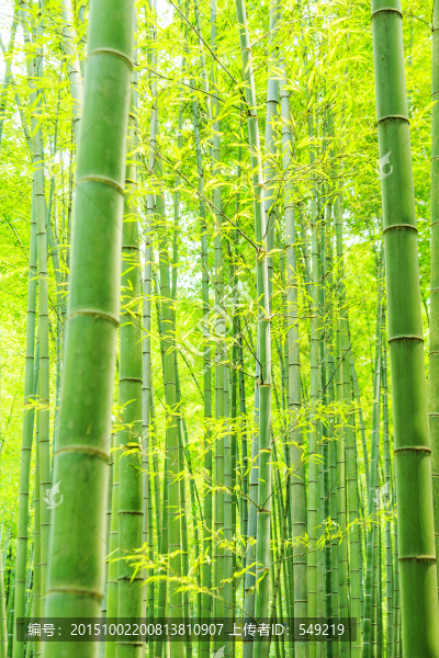 竹子,竹林
