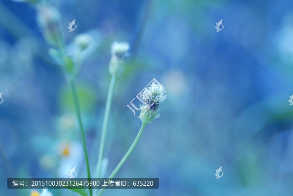 小花