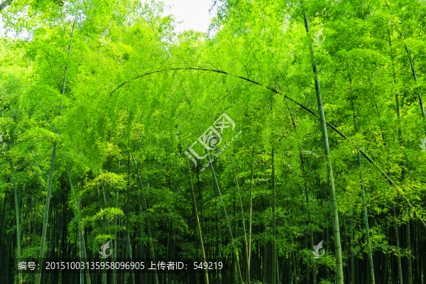 竹子,竹林