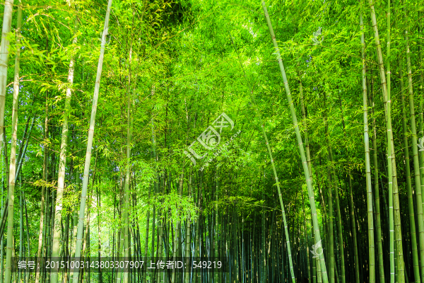 竹子,竹林