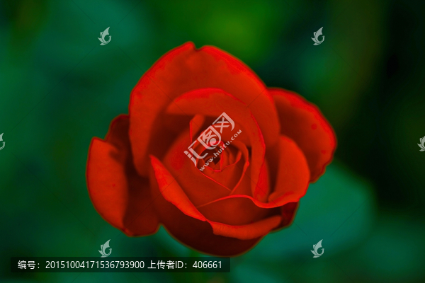 玫瑰