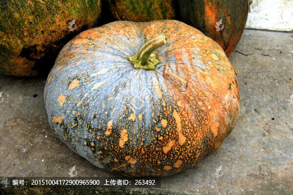 南瓜