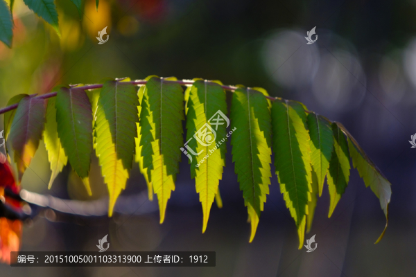 樹(shù)葉