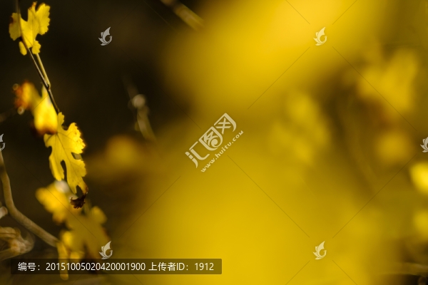 秋葉