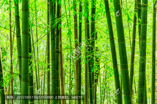 竹子,竹林