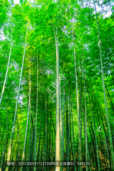 竹子,竹林
