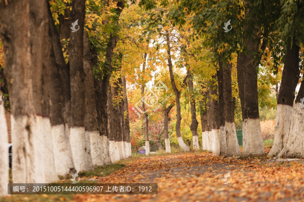 秋天的小路
