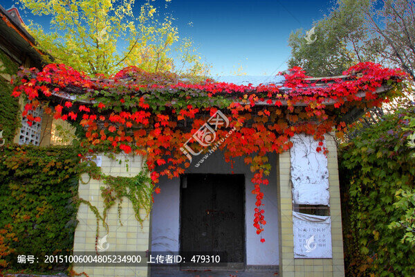 爬墻虎,爬山虎,常春藤