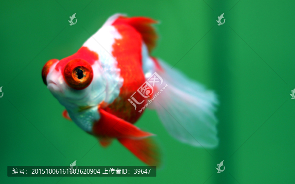 金魚