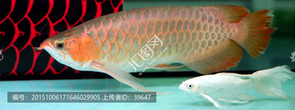 金龍魚