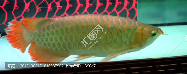 金龍魚