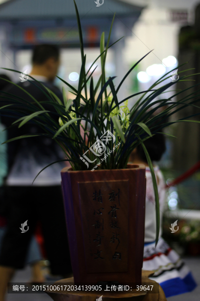 盆景
