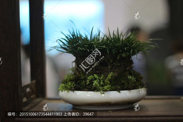 盆景