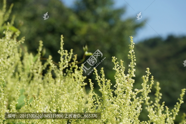 花