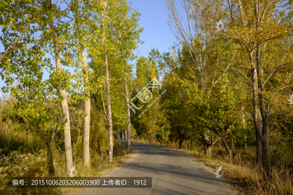 林蔭道