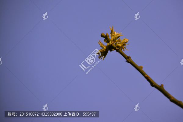 楊樹新葉
