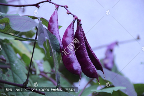 扁豆角