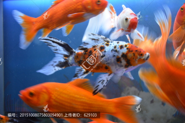 金魚
