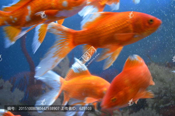 金魚