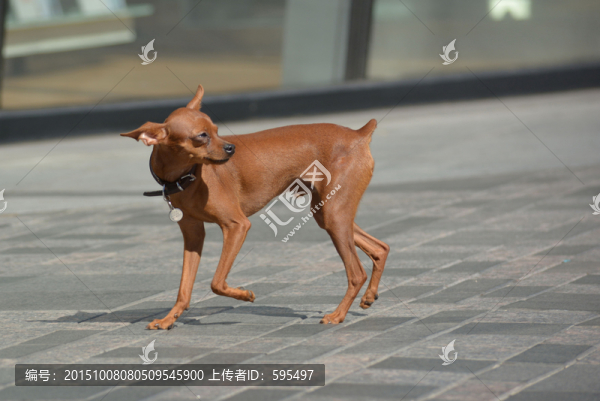 寵物狗