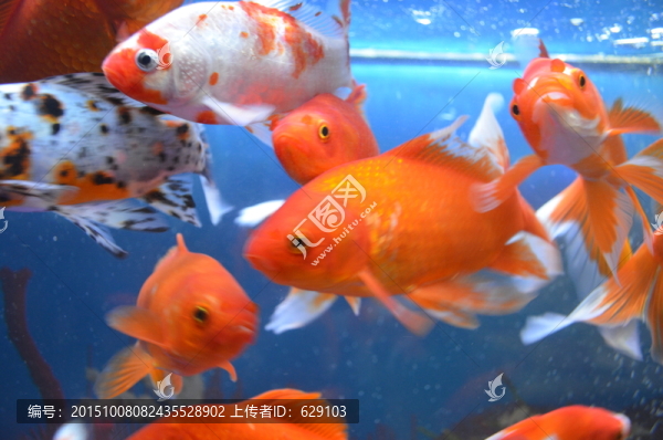 金魚