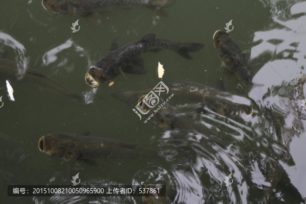 鰱魚