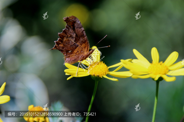 蝴蝶