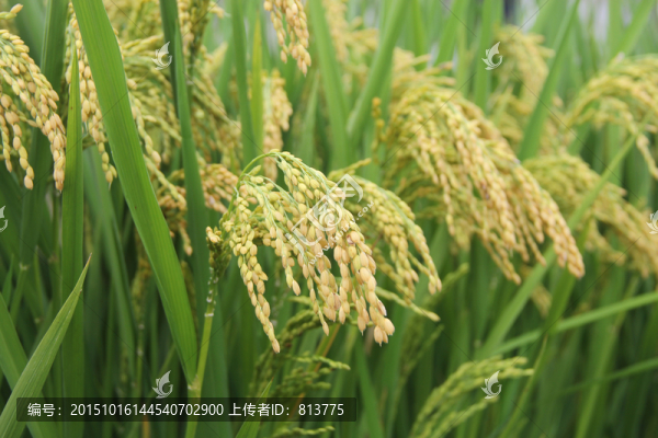 稻穗飄香