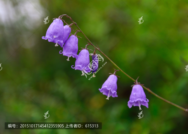 紫色的花