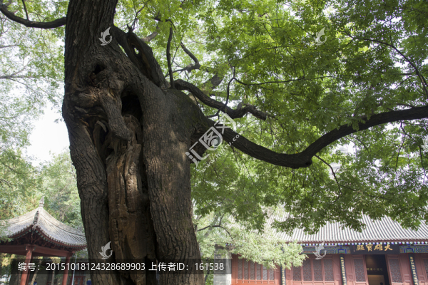 西安小雁塔古樹(shù)