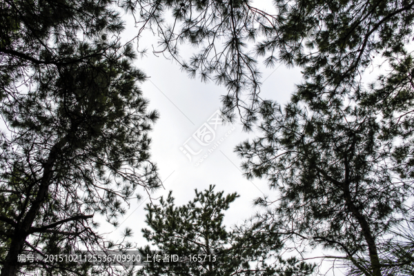 山林