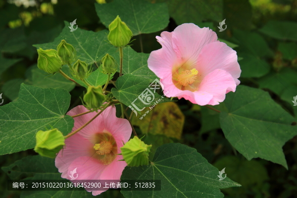 木棉花